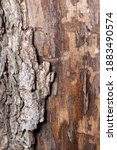 fallen tree, showing missing bark and decay in the forest of a wisconsin park in late fall, winter