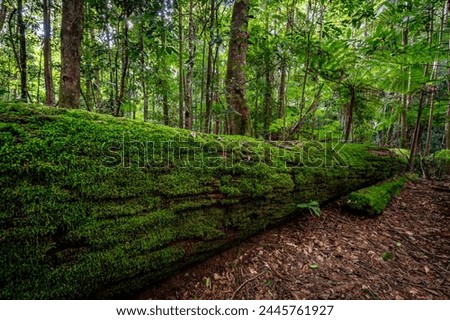 Fallen tree in Springbrook National Park, Queensland, Australia