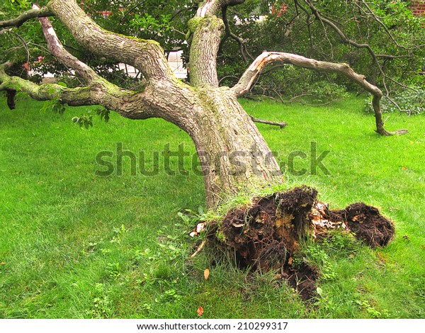 Fallen tree, storm or hurricane damage or concept for\
tree cutting service ad