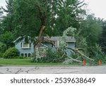 fallen tree in the storm in the yard