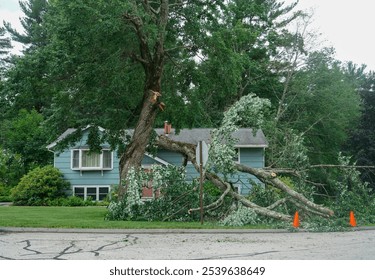fallen tree in the storm in the yard