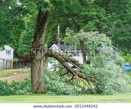 fallen tree in the storm in the yard                     
