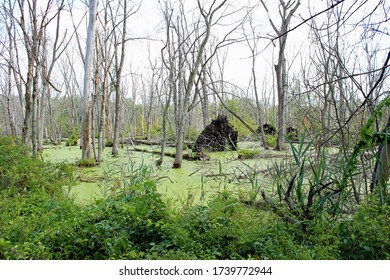 Fallen Tree in the Swamp