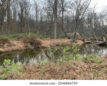 Fallen Tree a treasure for the beaver