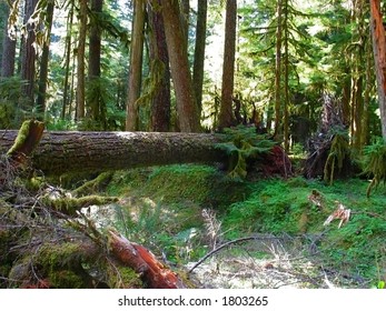 Fallen Tree Trunk