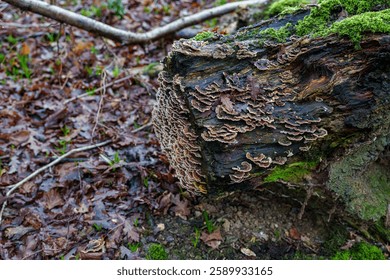 A fallen tree trunk covered in moss and fungi decays on the forest floor, highlighting the natural decomposition process in a woodland ecosystem
