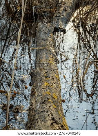 Fallen tree trunk covered in moss lying in shallow wetland water with reflections and reeds in natural woodland marsh habitat