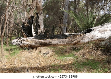 Fallen tree trunk damaged by bush fires