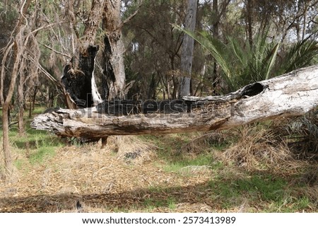 Fallen tree trunk damaged by bush fires