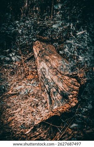 Fallen tree trunk in dense forest near Mount Keira Lookout, NSW. Public location captured in a creative edit, perfect for commercial use in design, print, or digital projects.