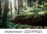 Fallen tree trunk with fern and moss on a sunny day. Overgrown log with defocused forest background. Rainforest backdrop or forest microhabitats. North Vancouver, BC, Canada. Selective focus.