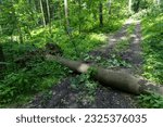A fallen tree trunk in the forest downwind.