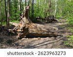 Fallen Tree Trunk in a Forest Path close up