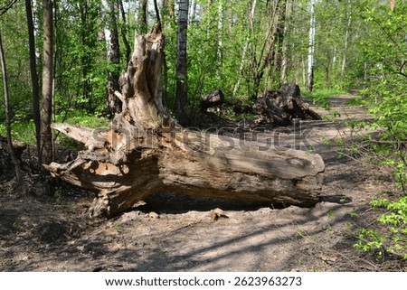 Fallen Tree Trunk in a Forest Path close up