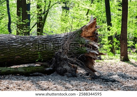Fallen tree trunk in forest with root. Hiking concept. Nature in wood. Picnic zone.