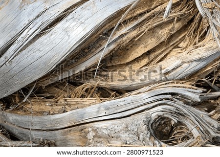 A fallen tree trunk gnarled and split open in macro close up