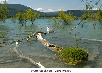 Fallen tree trunk and green trees submerged in the turquoise water of a mountain lake in the Pyrenees