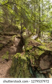fallen tree trunk inside forest covered with green mosses and brown dry needle leaves