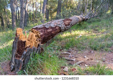 Fallen tree trunk into the forest