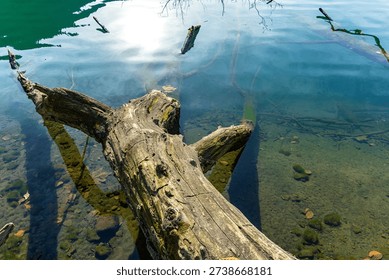 Fallen tree trunk juts into serene mountain lake with turquoise water, surrounded by forests and snow-capped peaks. Ideal for nature travel and scenic backgrounds