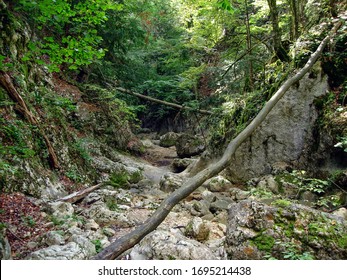 fallen tree trunk on a background of green canyon