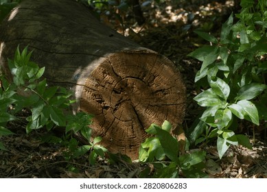Fallen Tree Trunk Preserving Time Memory And Forest Legacy