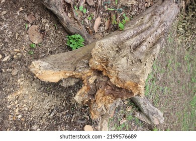 49,222 Fallen Tree Trunk Images, Stock Photos & Vectors | Shutterstock