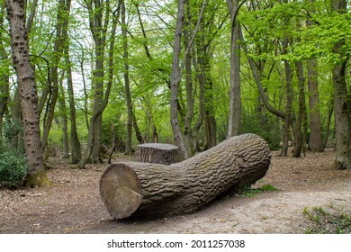 Fallen Tree Trunk In The Woods At Bentley Priory, Stanmore