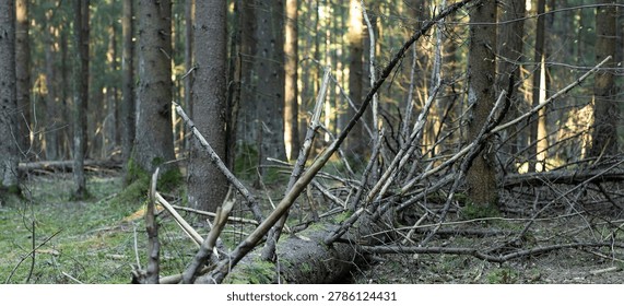 Fallen tree trunks and branches in a forest. Woodland floor with moss and standing trees. Natural background for ecology and outdoor themes.