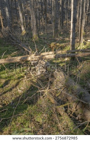 Fallen tree trunks and broken branches scattered across forest floor, natural woodland disturbance with moss and undergrowth in sunlight