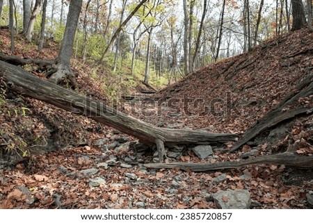 Fallen tree trunks, limbs and leaves in dried riverbed during drought conditions in autumn.