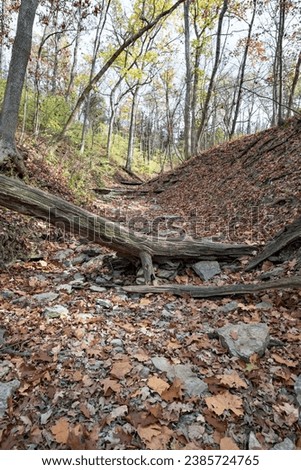 Fallen tree trunks, limbs and leaves in dried riverbed during drought conditions in autumn.