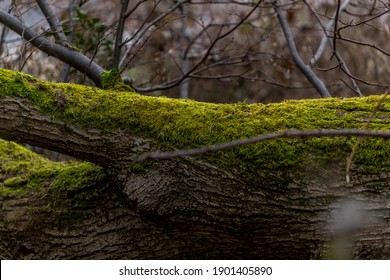 Fallen tree trunks lying on the ground covered with thick green moss close-up view. - Powered by Shutterstock