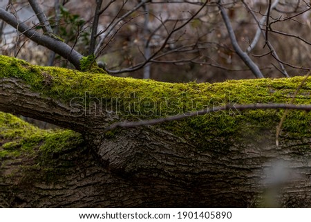 Fallen tree trunks lying on the ground covered with thick green moss close-up view.