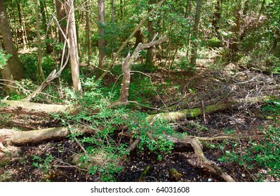 fallen tree trunks in a swamp