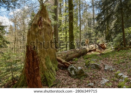 Fallen tree at Čorkova uvala primeval forest. National park Plitvice lakes, Croatia
