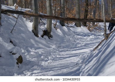 Fallen tree, in winter
