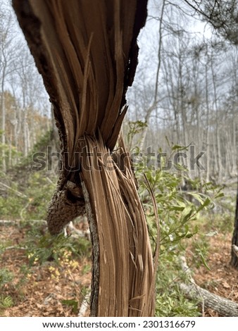 Fallen tree in wooded forest, trunk split showing splinters of wood