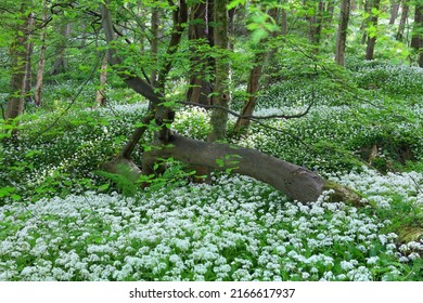 Fallen Tree in Woodland covered in Wild Galic during Springtime. Durham, County Durham, England, UK.