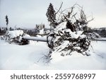 Fallen trees after a snowstorm. Vast areas were affected by the wind and heavy snow. Major economic damage. 