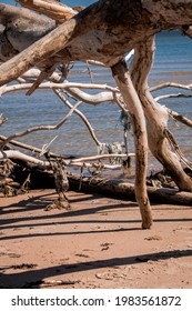 Fallen trees at the beach