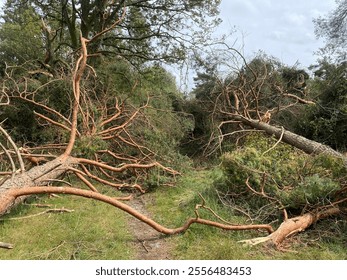 Fallen Trees Blocking a Forest Path After a Storm

A dramatic scene of several large trees uprooted and fallen across a forest trail, likely caused by a recent storm.  - Powered by Shutterstock