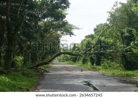 Fallen trees blocking the road, after heavy rain and winds a natural event in the lush green environment.