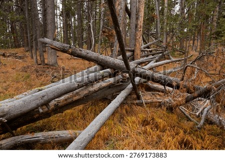 Fallen trees, Brink of Lower Falls Canyon village, Yellowstone national Park