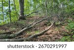 Fallen trees or deadfall across the trail on the Allegheny Trail in West Virginia