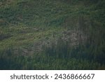 Fallen trees disrupt the green tapestry of conifer forest in Scottish Highlands. Scattered logs and tree remains on a steep mountainside, next to which fresh new spruce seedlings are already growing.