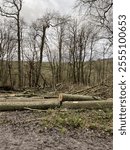 Fallen trees in the Forest