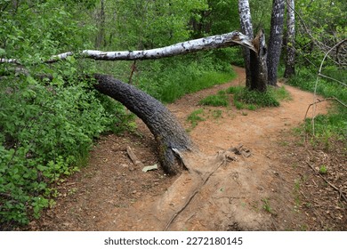 Fallen trees in the forest by the path by a strong gale
