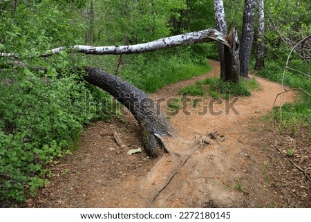 Fallen trees in the forest by the path by a strong gale