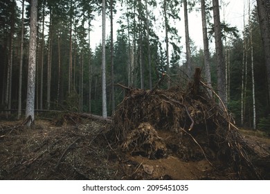 Fallen trees in the forest. Natural disaster - wind calamity.